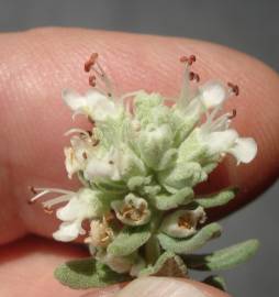 Fotografia da espécie Teucrium capitatum