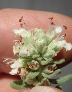 Fotografia 5 da espécie Teucrium capitatum no Jardim Botânico UTAD