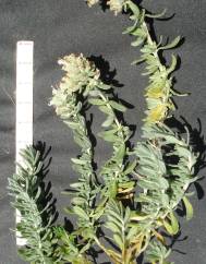 Teucrium capitatum