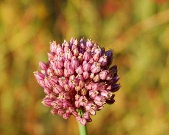 Fotografia da espécie Allium ampeloprasum