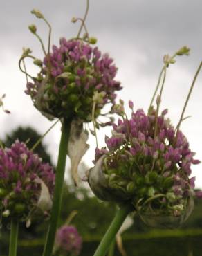 Fotografia 8 da espécie Allium ampeloprasum no Jardim Botânico UTAD