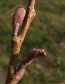 Fotografia da espécie Alnus cordata