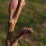 Fotografia 10 da espécie Alnus cordata do Jardim Botânico UTAD