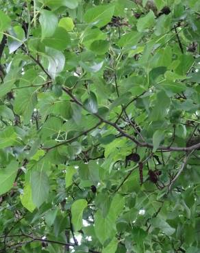 Fotografia 11 da espécie Alnus cordata no Jardim Botânico UTAD