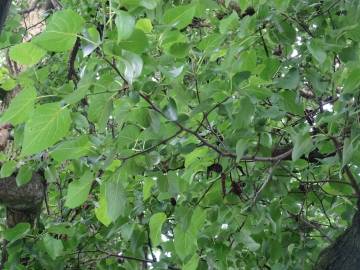 Fotografia da espécie Alnus cordata