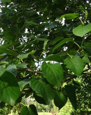 Fotografia 12 da espécie Alnus cordata no Jardim Botânico UTAD