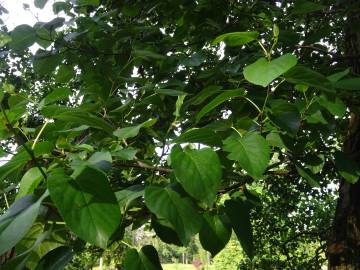 Fotografia da espécie Alnus cordata