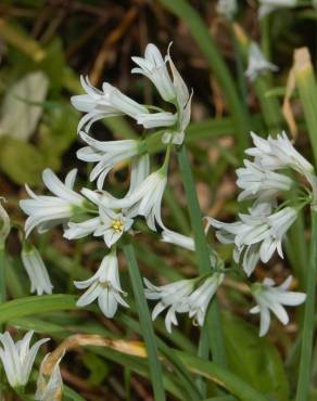 Fotografia 9 da espécie Allium triquetrum no Jardim Botânico UTAD