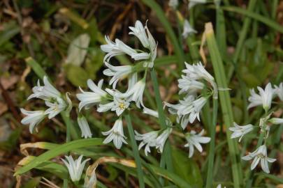 Fotografia da espécie Allium triquetrum