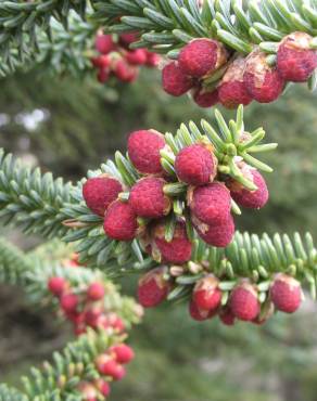 Fotografia 5 da espécie Abies pinsapo no Jardim Botânico UTAD