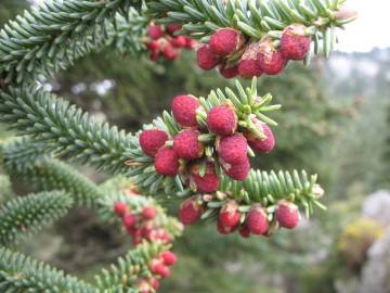 Fotografia da espécie Abies pinsapo