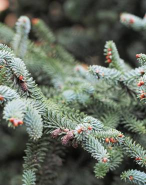 Fotografia 6 da espécie Abies pinsapo no Jardim Botânico UTAD