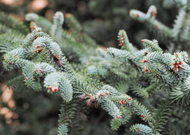 Fotografia da espécie Abies pinsapo