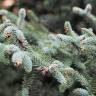 Fotografia 8 da espécie Abies pinsapo do Jardim Botânico UTAD