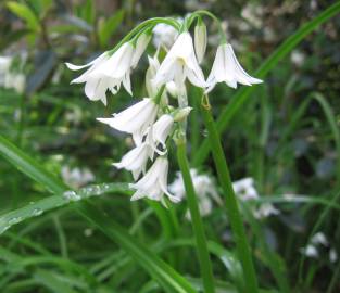 Fotografia da espécie Allium triquetrum