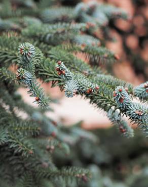 Fotografia 7 da espécie Abies pinsapo no Jardim Botânico UTAD