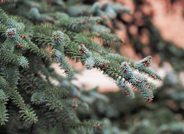 Fotografia da espécie Abies pinsapo