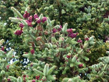 Fotografia da espécie Abies pinsapo