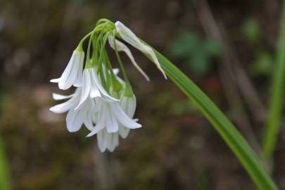 Fotografia da espécie Allium triquetrum