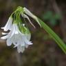Fotografia 11 da espécie Allium triquetrum do Jardim Botânico UTAD