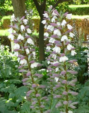 Fotografia 9 da espécie Acanthus mollis no Jardim Botânico UTAD