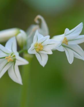 Fotografia 12 da espécie Allium triquetrum no Jardim Botânico UTAD