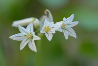 Fotografia da espécie Allium triquetrum