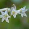 Fotografia 12 da espécie Allium triquetrum do Jardim Botânico UTAD