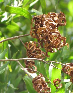 Fotografia 7 da espécie Acacia melanoxylon no Jardim Botânico UTAD