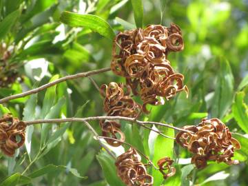 Fotografia da espécie Acacia melanoxylon