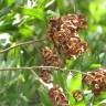 Fotografia 7 da espécie Acacia melanoxylon do Jardim Botânico UTAD