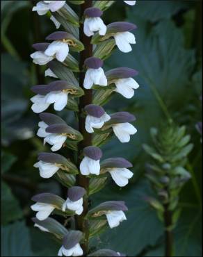 Fotografia 10 da espécie Acanthus mollis no Jardim Botânico UTAD