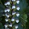 Fotografia 10 da espécie Acanthus mollis do Jardim Botânico UTAD