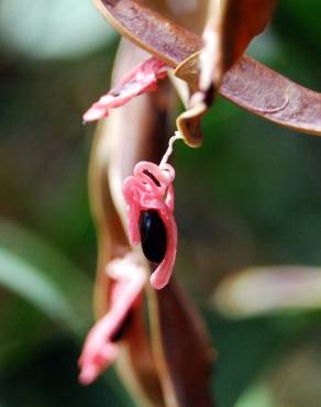Fotografia 8 da espécie Acacia melanoxylon no Jardim Botânico UTAD