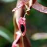 Fotografia 8 da espécie Acacia melanoxylon do Jardim Botânico UTAD