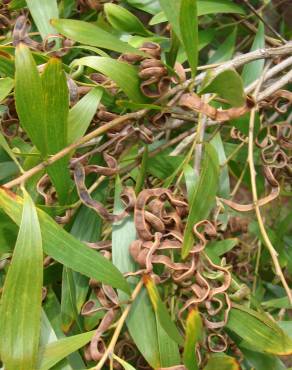 Fotografia 9 da espécie Acacia melanoxylon no Jardim Botânico UTAD