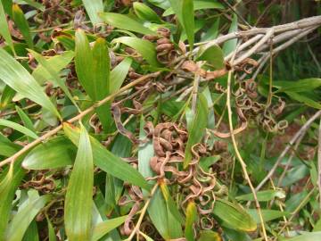 Fotografia da espécie Acacia melanoxylon