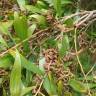 Fotografia 9 da espécie Acacia melanoxylon do Jardim Botânico UTAD