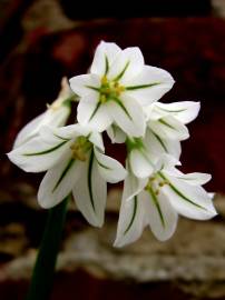 Fotografia da espécie Allium triquetrum