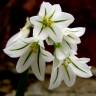 Fotografia 13 da espécie Allium triquetrum do Jardim Botânico UTAD