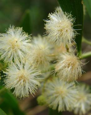 Fotografia 10 da espécie Acacia melanoxylon no Jardim Botânico UTAD