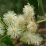 Fotografia 10 da espécie Acacia melanoxylon do Jardim Botânico UTAD