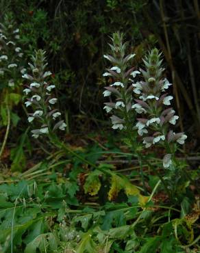 Fotografia 12 da espécie Acanthus mollis no Jardim Botânico UTAD