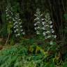 Fotografia 12 da espécie Acanthus mollis do Jardim Botânico UTAD