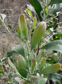 Fotografia da espécie Acacia melanoxylon