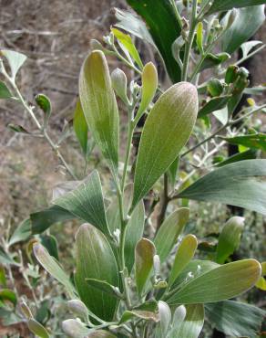 Fotografia 11 da espécie Acacia melanoxylon no Jardim Botânico UTAD