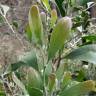 Fotografia 11 da espécie Acacia melanoxylon do Jardim Botânico UTAD