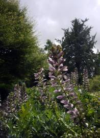 Fotografia da espécie Acanthus mollis