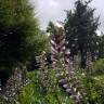 Fotografia 13 da espécie Acanthus mollis do Jardim Botânico UTAD