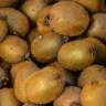 Fotografia 10 da espécie Actinidia deliciosa do Jardim Botânico UTAD